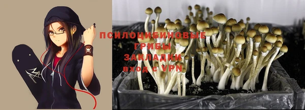 прущие грибы Богородицк
