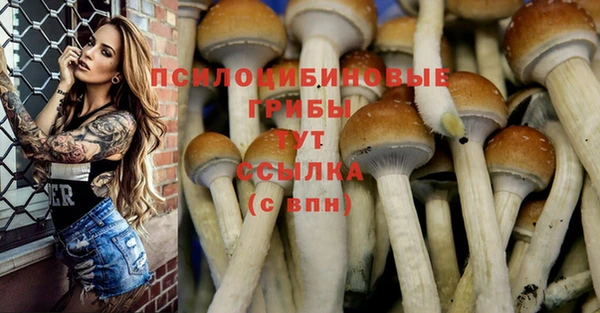 прущие грибы Богородицк